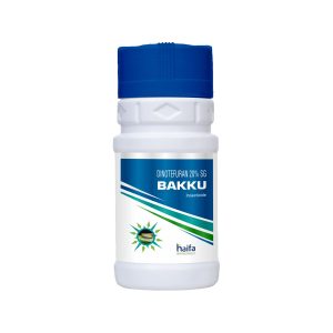 Bakku